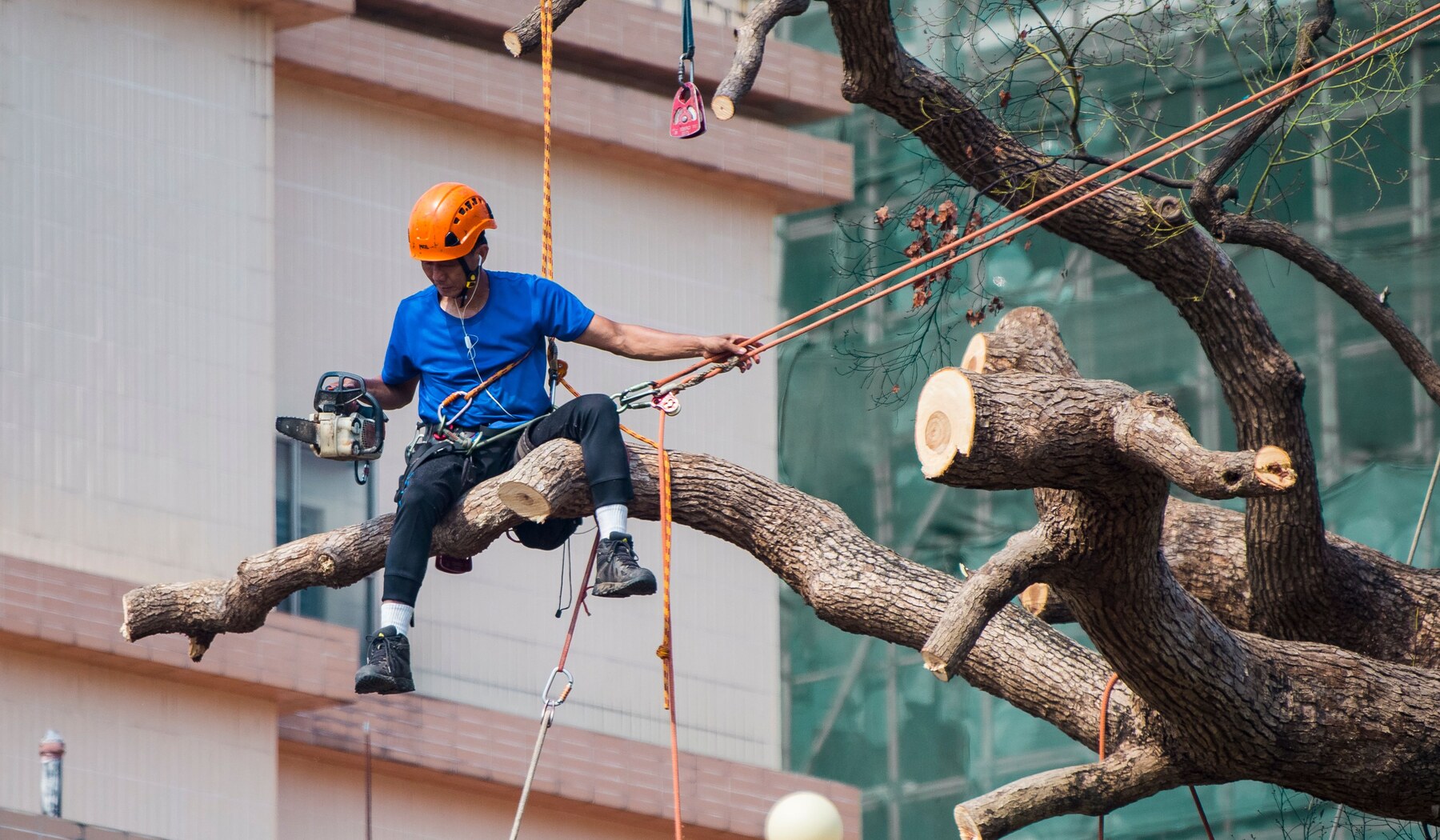 Aerial inspection of mature tree branches and unions in Kennesaw Georgia