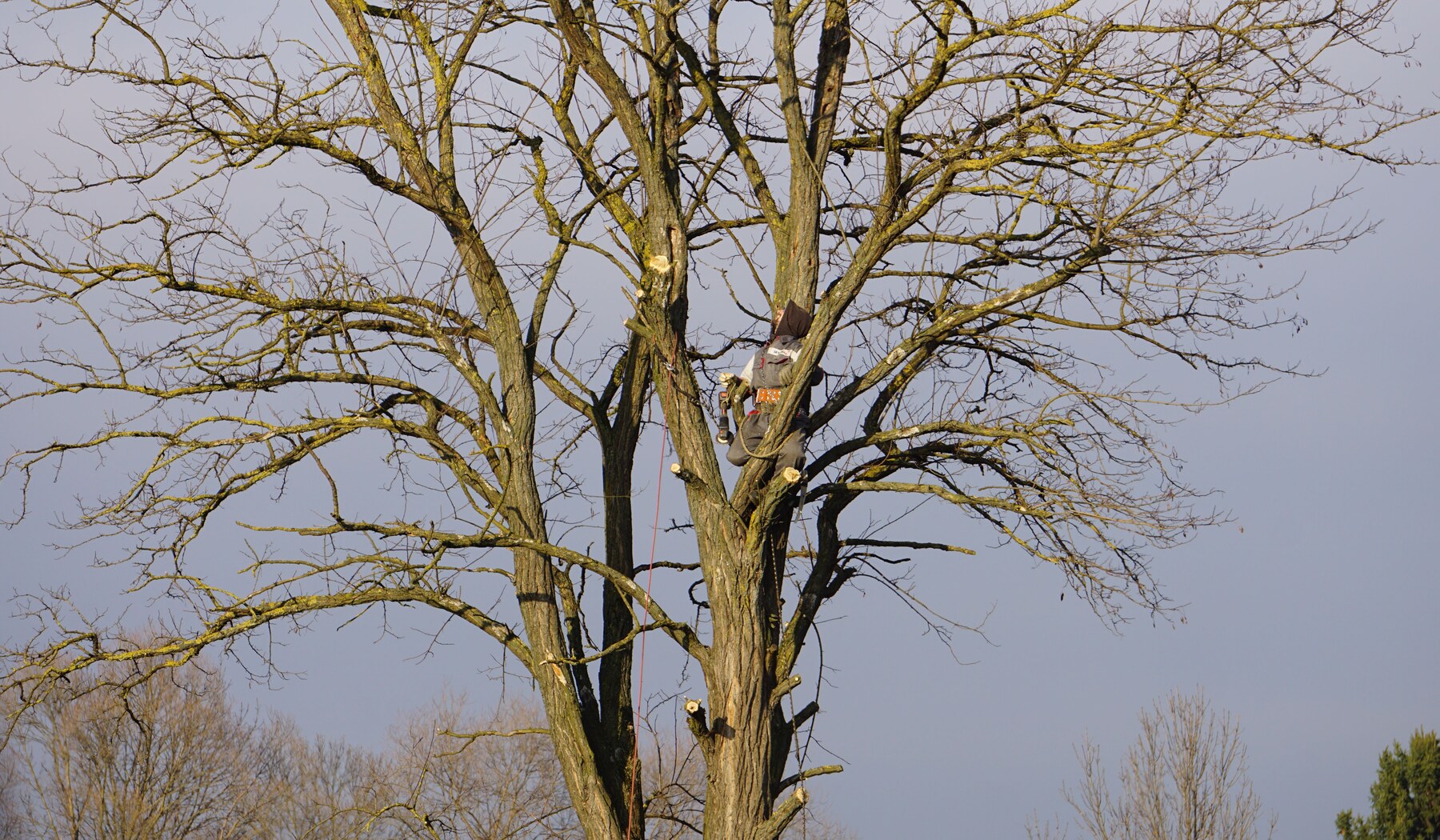 Arborist assessing canopy structure and dead limbs in Kennesaw Georgia