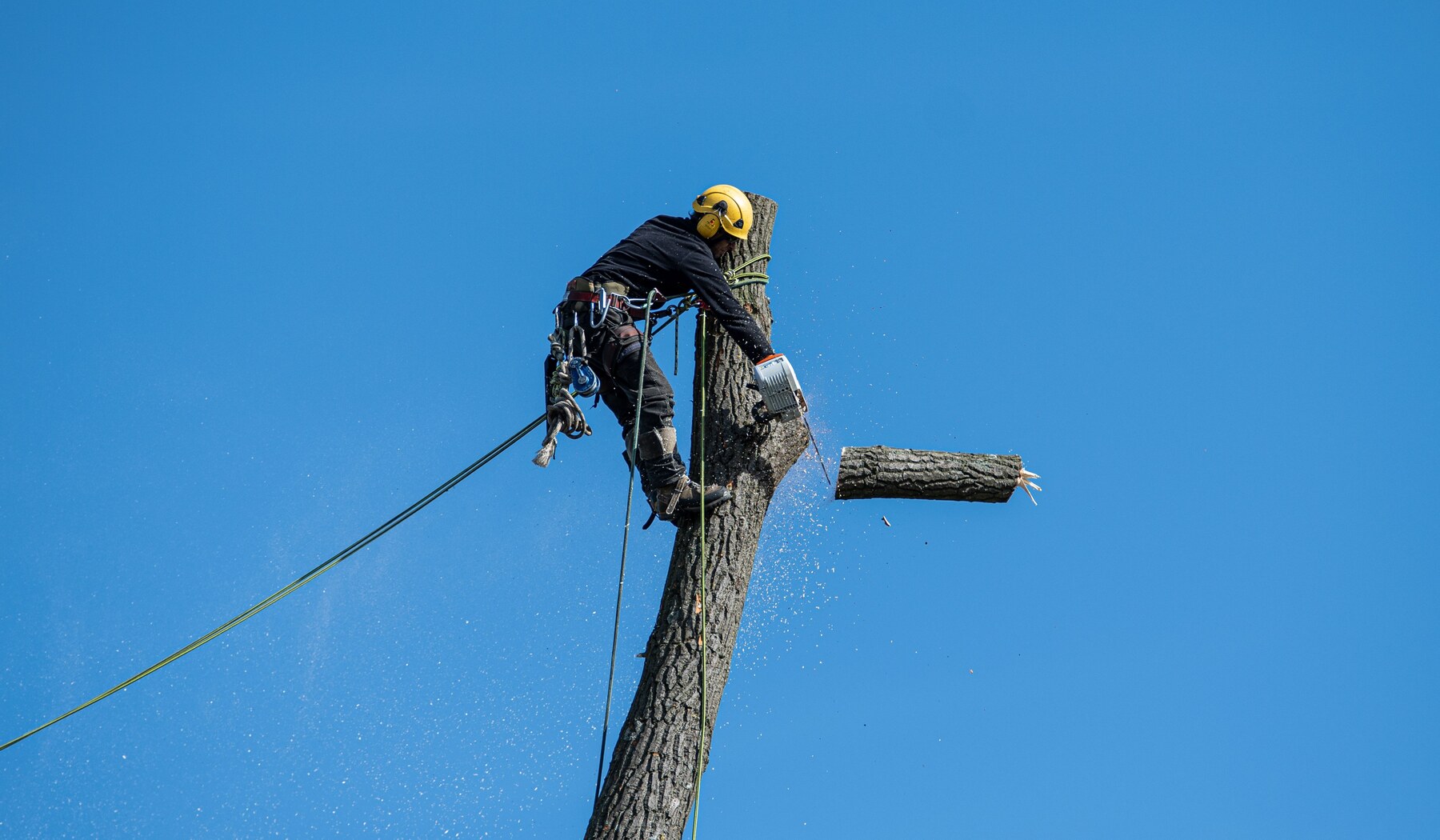 Tree worker evaluating a large structural limb during a risk assessment