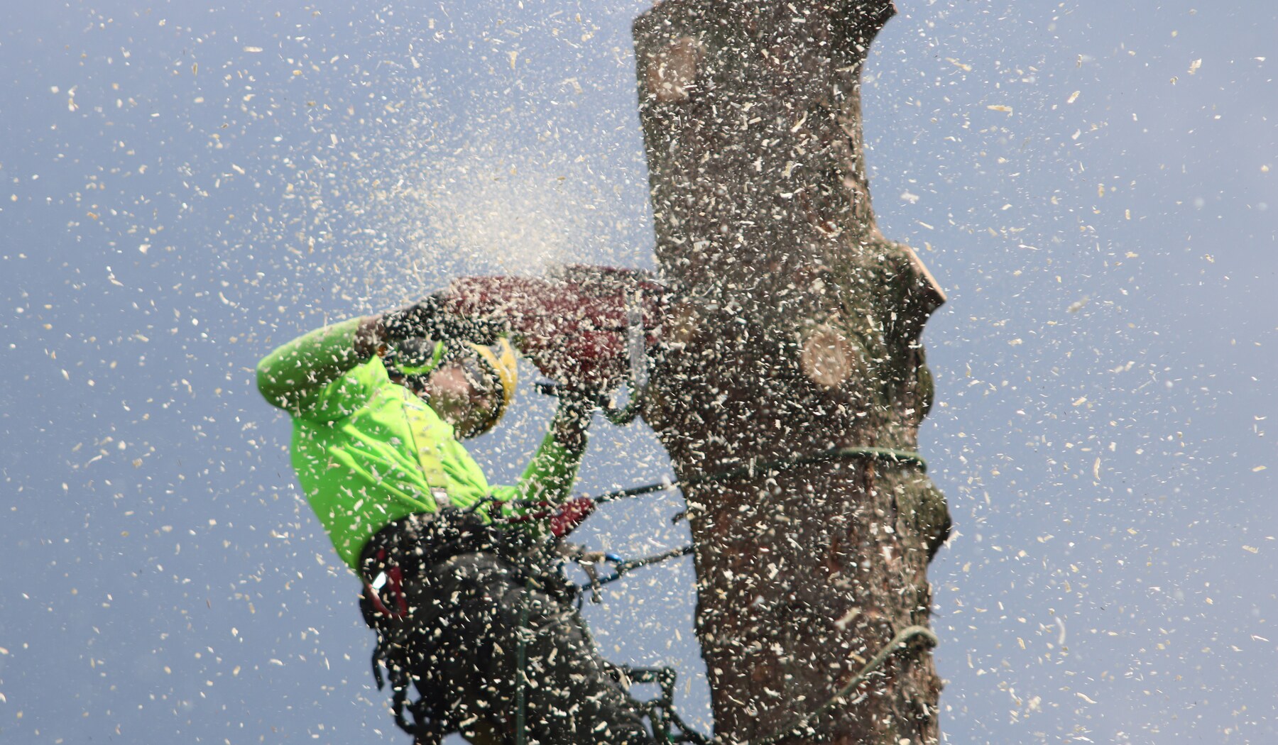 Professional inspection of trunk defects and decay on a Kennesaw Georgia tree
