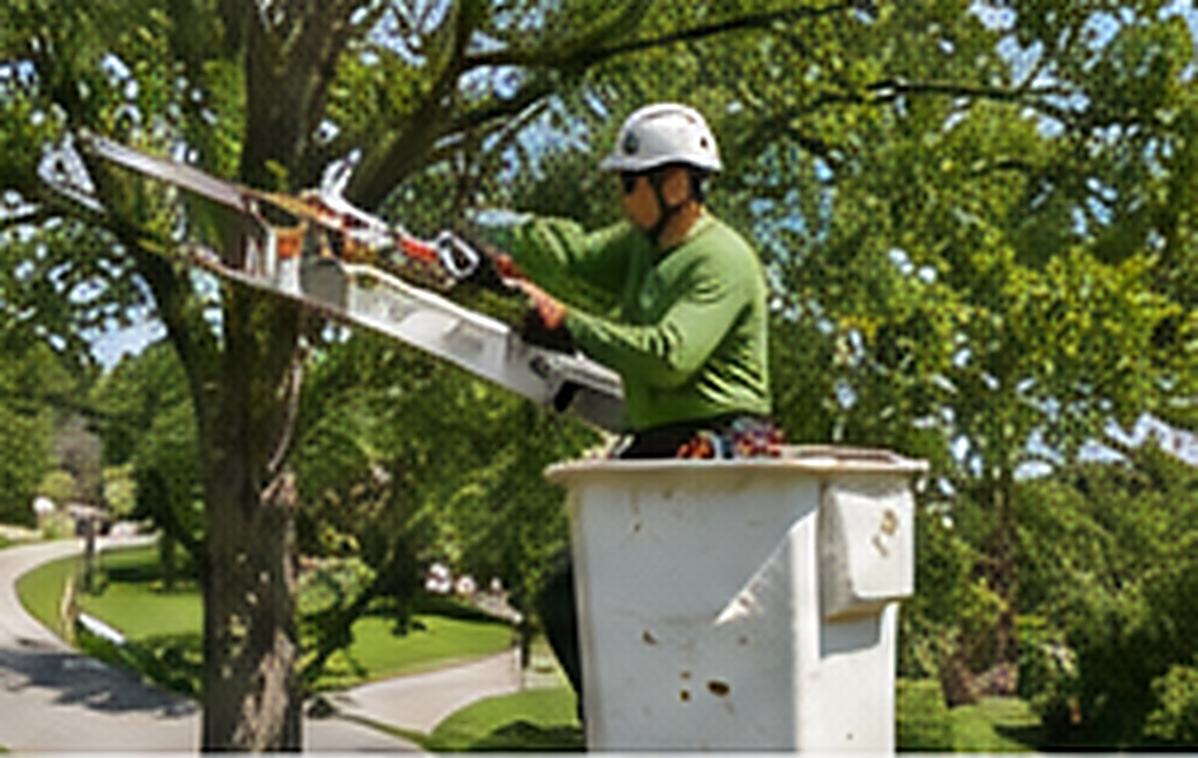 Tree canopy raising for roof and driveway clearance in Kennesaw Georgia