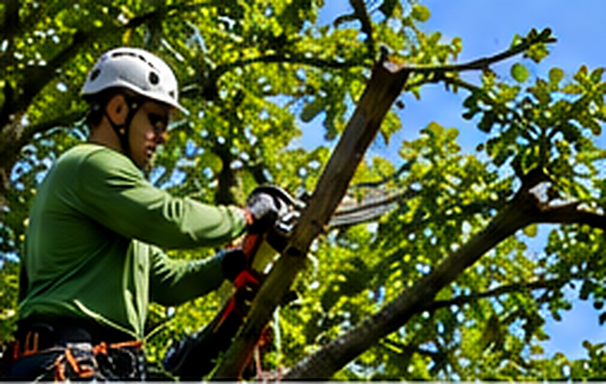 Professional crown thinning on a mature tree in Kennesaw Georgia