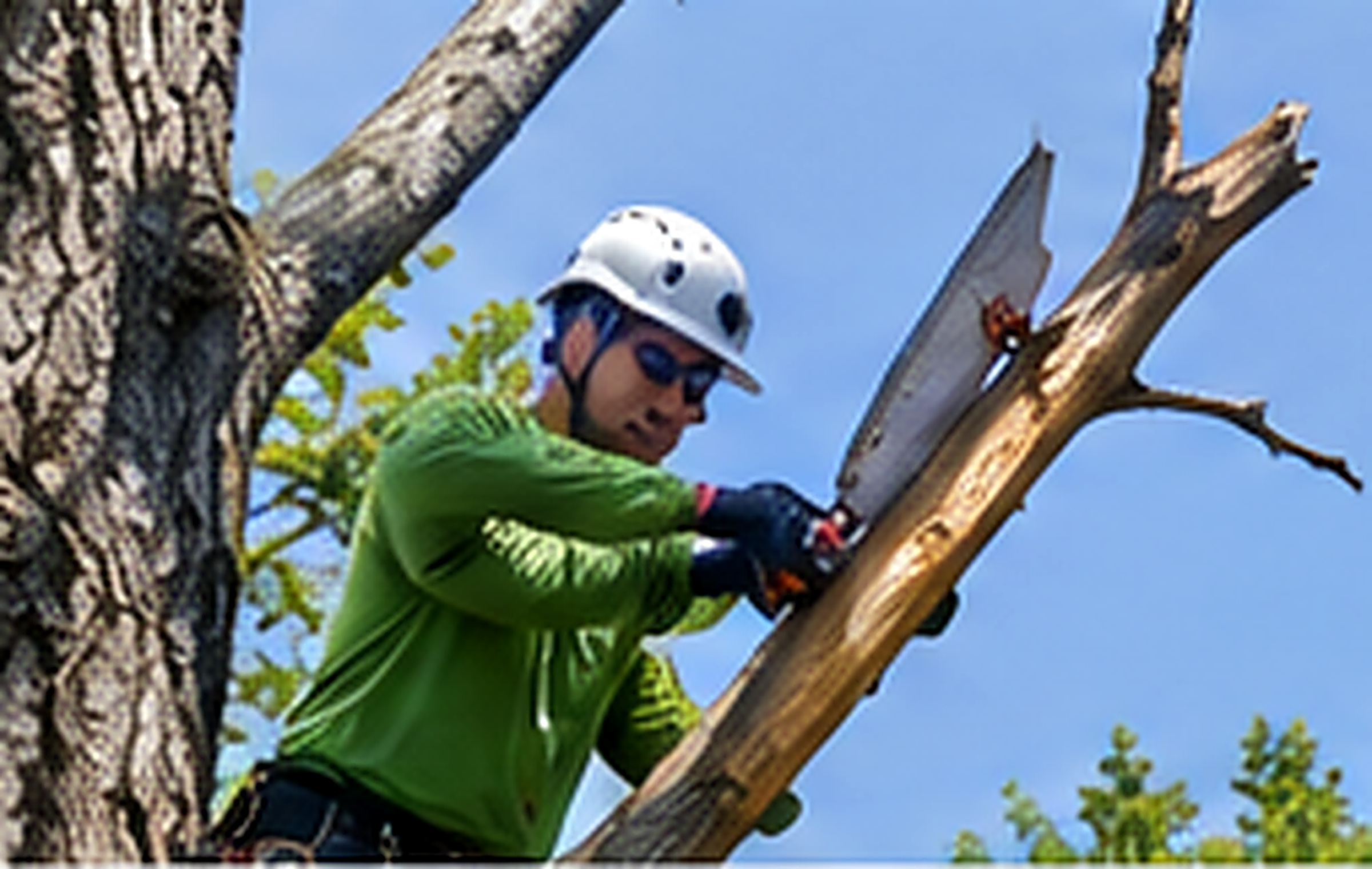Arborist removing dead branches from a tree in Kennesaw Georgia