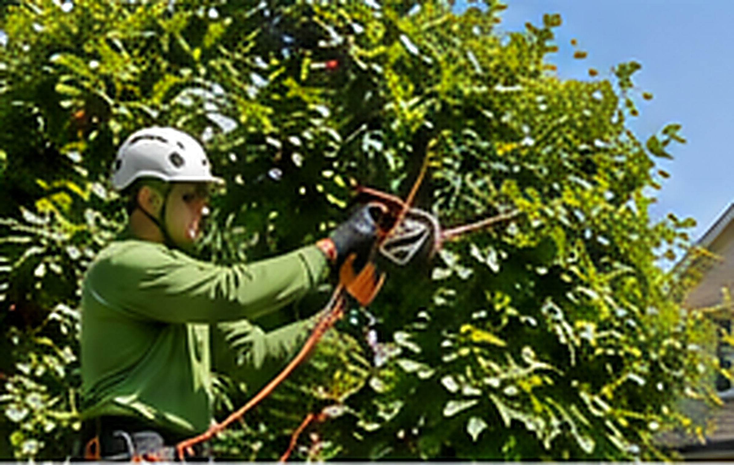 Professional tree shaping and pruning in a Kennesaw residential yard