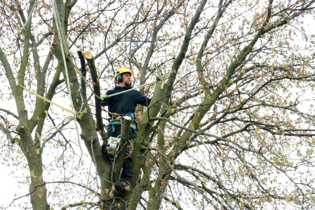 tree trimming service in Kennesaw GA cutting branches near residential property